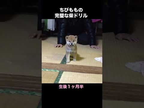 Perfect Shiba Spin by a Baby Pup