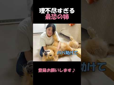 姉という理不尽な存在にはどうやっても敵わない大型犬クッキー#goldenretriever #dog #箱入りクッキーはゴールデンレトリバー