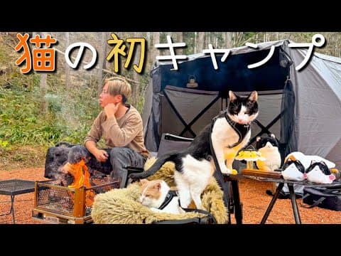 元野良猫のキャンプデビュー！猫好きに向けたまったり動画♪【ソロキャンプ】