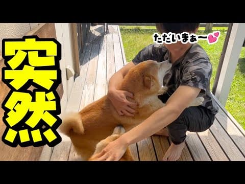帰宅したら居ないはずの兄ちゃんが現れたら泣いて喜ぶ柴犬姉妹の反応に感動しました