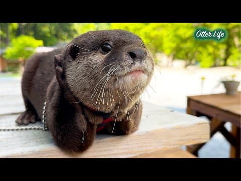 Ui finally becomes a tourism ambassador of Lake Tanzawa [Otter Life Day 965]