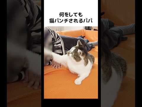パパがんばれ！😂😂😂パパの猫パンチシリーズを見たい方は関連動画をご覧下さい笑 #元野良猫のささみとホルン #cat #ねこ