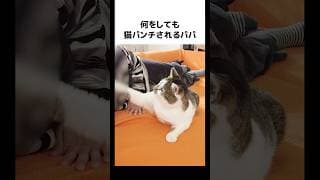 パパがんばれ！😂😂😂パパの猫パンチシリーズを見たい方は関連動画をご覧下さい笑 #元野良猫のささみとホルン #cat #ねこ