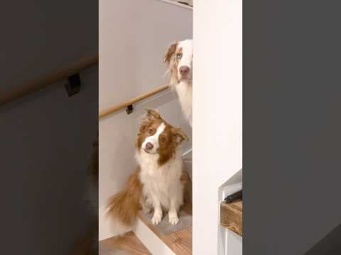 寝る時間になると階段で待ってる犬達が可愛いすぎる🥺【ボーダーコリー・オーストラリアンシェパード】#shorts