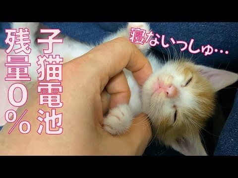 子猫電池残量0％、人の手で強制シャットダウン The kitten battery level 0%.