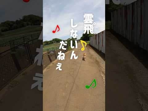 【歌】柴犬のトイレあるある