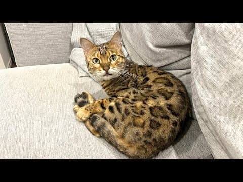 ロゼが鳴いたら即終了配信🐱