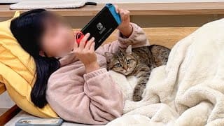 ゲームしたいのに猫が甘えてきて困ってます…！