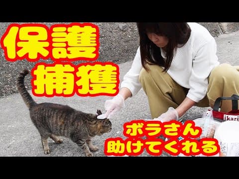 【子猫が出産保護】ボランティア1人涙の闘いとは？４５匹 野良猫捕獲完了に安堵 引き続き活動を続けていきます