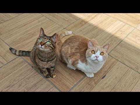 庭に突然現れた訪問者を見た兄妹猫がこうなりました