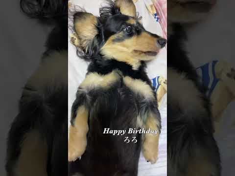 ヘソ天する老犬 ミニチュアダックスフンドろろ#shorts