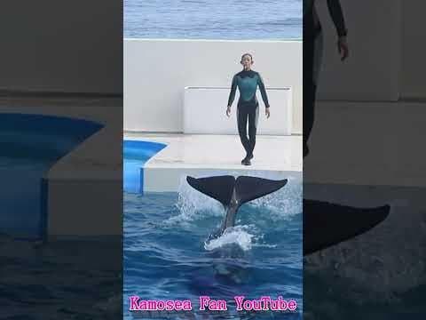 天才シャチ「ラビー」が新技お披露目!! #Shorts #鴨川シーワールド #シャチ #kamogawaseaworld #orca #killerwhale