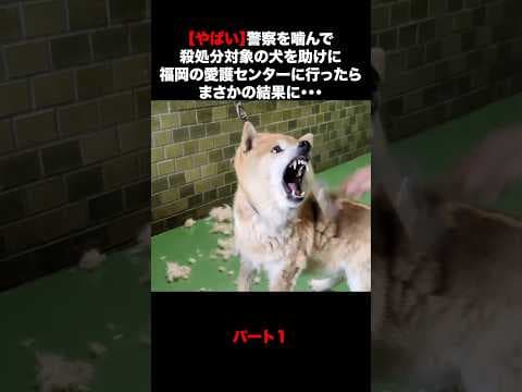 【やばい】警察を噛んで殺処分対象の犬を助けに福岡の愛護センターに行ってきたらまさかの結果に・・・