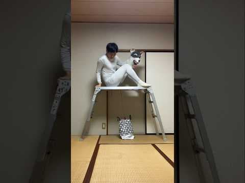 【Pull up】#Schumacher #シューマッハ #AGT #dog