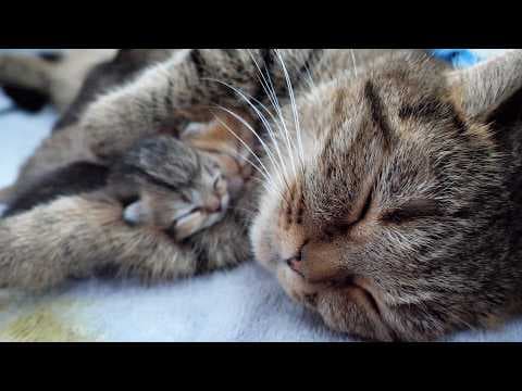 A mother cat hugging her baby kittens to sleep is adorable...