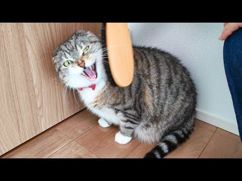 SNSで話題の「猫が夢中になるブラシ」を使ってみた飼い主の末路がコチラ🤣🤣🤣