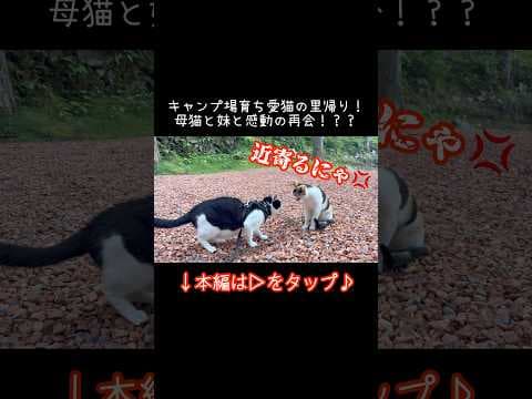 キャンプ場育ち愛猫の里帰り！母猫と妹と感動の再会！？？