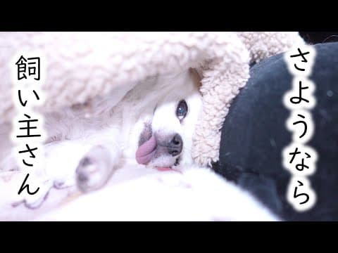 きっかけはほんの些細なこと…でも二度と戻ってこなかったチワワ