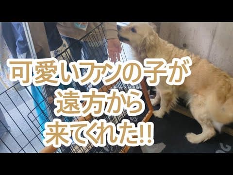 可愛いファンの女の子がティトに会いに遠方から来てくれました。ゴールデンレトリバーティト