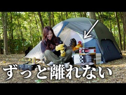 【驚愕】たった1日で完全になついてしまったニワトリの姿が... 【鶏とキャンプ】