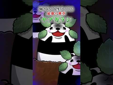 何されても生えてくる最強の雑草ヤブガラシ【アニメ】#テイペン #plottアニメ