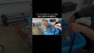 犬に優しく 寄り添えて 技術のあるトリマーさんを探しましょう #doglibre #ドッグトレーニング #犬のしつけ #柴犬