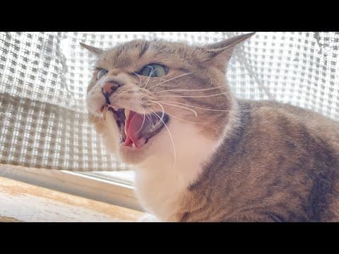 お父さん以外の人がベタベタすると嫌がるぷーちゃん