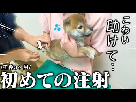 初めて動物病院で注射する子犬の反応が可愛すぎました..【生後3ヶ月の柴犬】