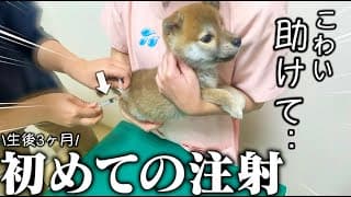 初めて動物病院で注射する子犬の反応が可愛すぎました..【生後3ヶ月の柴犬】