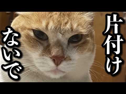 大好きなこたつを片付けられた猫の圧がすごすぎる｜町をパトロールする猫