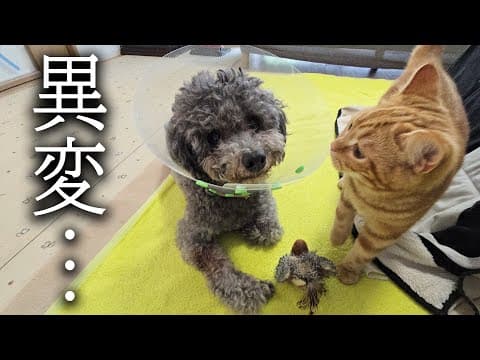 病院から戻った犬の様子がおかしいです...