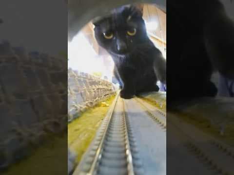 “A Cat’s Favorite Platform #shorts
