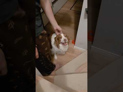 愛犬の様子がなんかおかしいと思ったら...【ボーダーコリー・オーストラリアンシェパード】#shorts