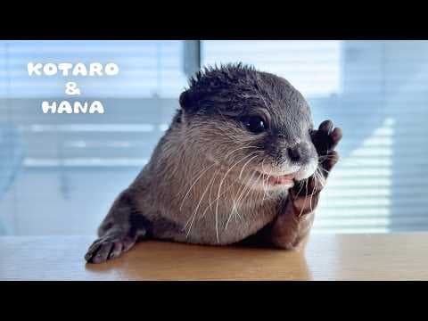 完全にコメディなカワウソのごはんタイム　Otter Turns Mealtime into Comedy