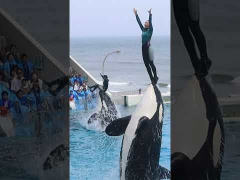まさかの転落・・・トレーナーさん危機一髪!! #Shorts #鴨川シーワールド #シャチ #kamogawaseaworld #orca #killerwhale
