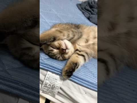寝ている子猫に変身ポーズをさせてみたら… #shorts