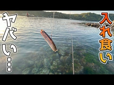 生きたイワシを海に放り投げるとヤバ過ぎる…