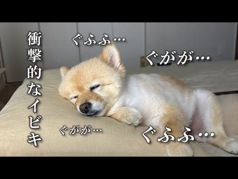 実は、ドでかいイビキをかいて寝ているポメラニアン…笑