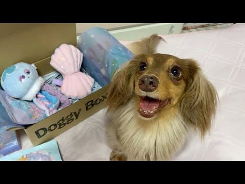 【Doggy Box】愛犬が笑顔になりました♡6月BOX