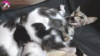 Mother cat rejecting her kittens to encourage them to wean now!