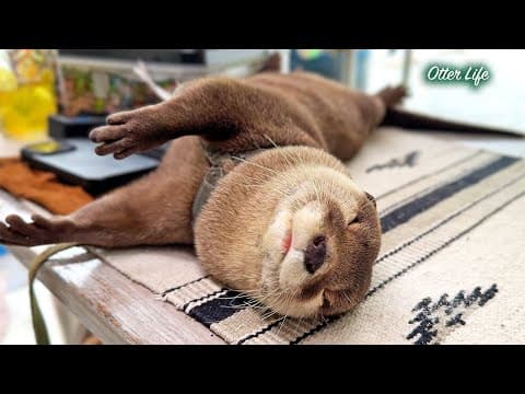 An Otter Sleeping on the Reception Desk at a Campsite [Otter Life Day 964]