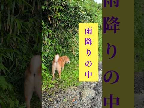 バックも出来るんだぜ❗️#柴犬さん #柴犬 #柴犬レオ