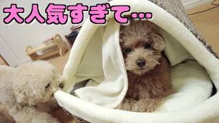 Tiktokで話題の保温ベッドを愛犬にあげたら好評すぎてまさかの事態にｗ【トイプードル】