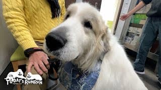 股関節脱臼...しばらく絶対安静のアランです　Great Pyrenees　グレートピレニーズ