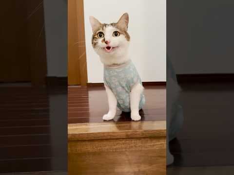 階段登ったら猫がいた #ごはん待ち #cats