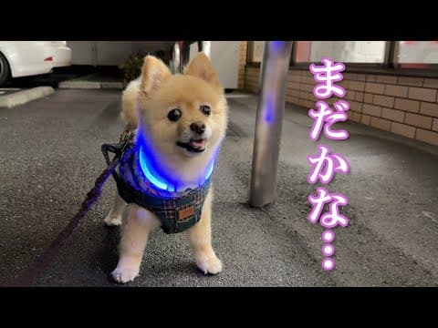 家族の帰りを待っているポメラニアンが健気で可愛い…笑