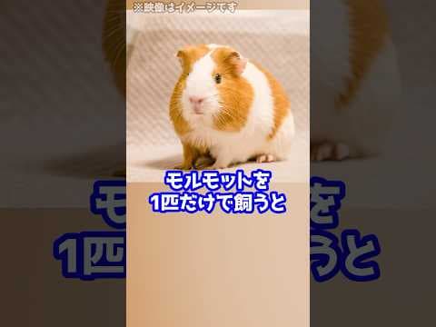 モルモット1匹だけで飼うと違法！？スイスで実際にある驚きの法律とは！ #shorts