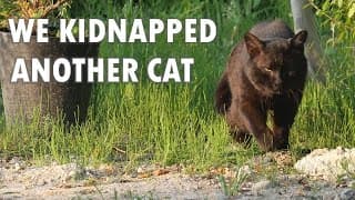 We kidnapped another cat