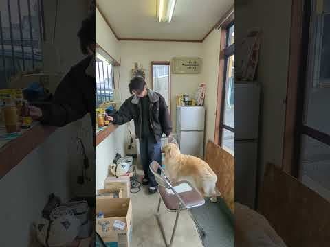 意外と面倒くさがりな柊 #ゴールデンレトリバー子犬 #大型犬のいる生活