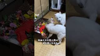 亡き兄犬を全力で守ろうとする妹犬#shorts